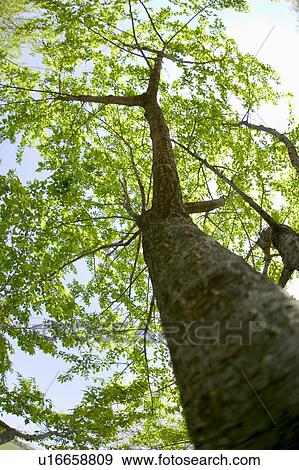Tree with green leaves View Large Photo Image Stock Photo - Tree with green leaves. Fotosearch