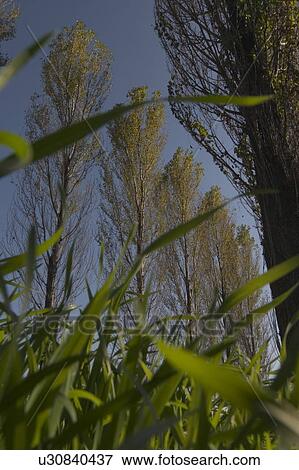 Stock Photo - Trees and grass. Fotosearch