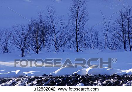 Trees by river View Large Photo Image Stock Image - Trees by river. Fotosearch