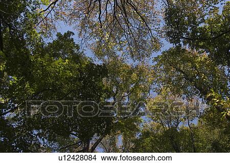 Trees, Directly Below View Large Photo Image Picture - Trees, Directly Below. Fotosearch