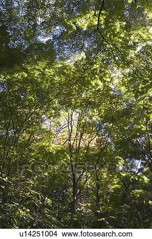 Trees, Directly Below View Large Photo Image Picture - Trees, Directly Below. Fotosearch