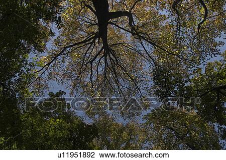 Stock Image - Trees, Directly Below. Fotosearch