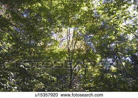 Trees, Directly Below View Large Photo Image Stock Image - Trees, Directly Below. Fotosearch
