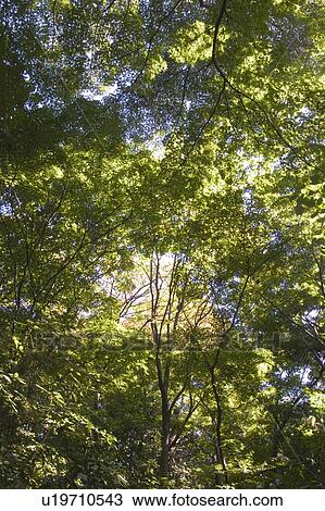 Stock Image - Trees, Directly Below. Fotosearch