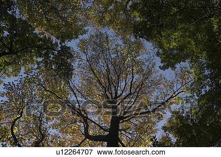 Trees, Directly Below View Large Photo Image Stock Photo - Trees, Directly Below. Fotosearch