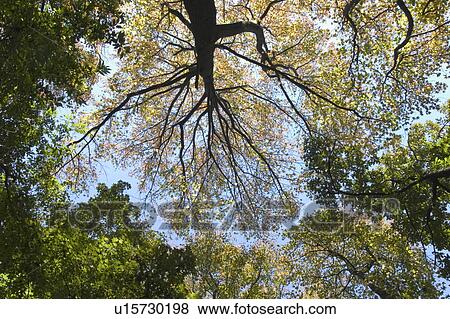 Stock Photo - Trees, Directly Below. Fotosearch
