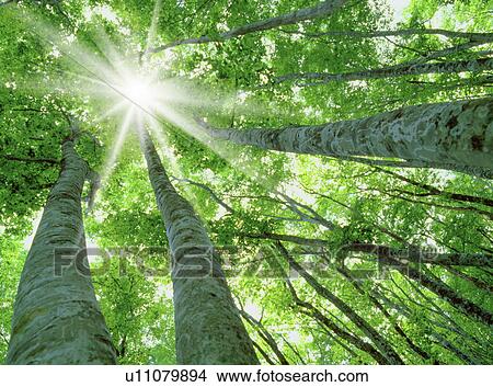 Trees from below View Large Photo Image Picture - Trees from below. Fotosearch