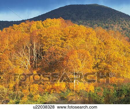 Stock Photo - Trees in autumn, Aomori city, Aomori prefecture, Japan. Fotosearch
