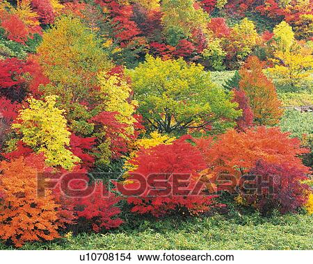 Trees in autumn, Hachimantai city, Iwate prefecture, Japan View Large Photo Image Picture - Trees in autumn, Hachimantai city, Iwate prefecture, Japan. Fotosearch