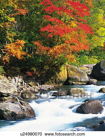 Trees in autumn, Hokkaido Prefecture, Japan View Large Photo Image Stock Image - Trees in autumn, Hokkaido Prefecture, Japan. Fotosearch