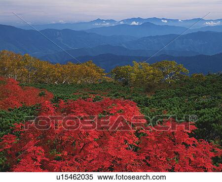 Stock Photography - Trees in autumn, Matsumoto city, Nagano prefecture, Japan. Fotosearch