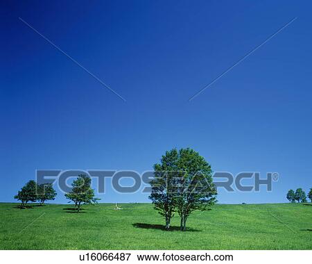 Trees in field, Hokkaido Prefecture, Japan View Large Photo Image Stock Photo - Trees in field, Hokkaido Prefecture, Japan. Fotosearch
