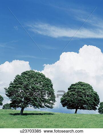 Stock Photography - Trees in field, Iwate Prefecture, Honshu, Japan. Fotosearch