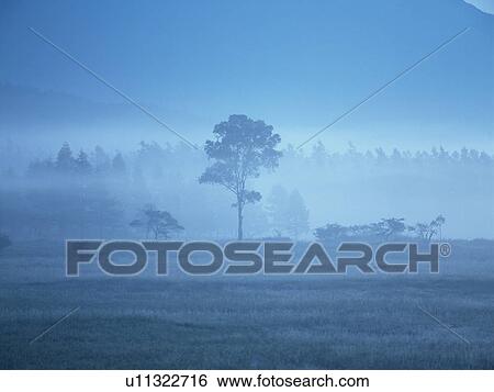 Stock Photograph - Trees in fog. Fotosearch