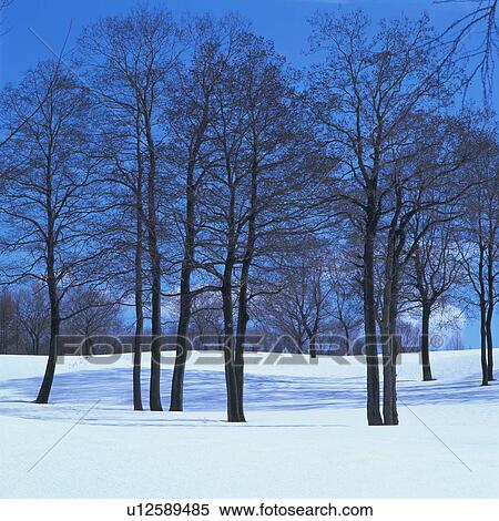 Trees in snowy land, Joetsu city, Niigata prefecture, Japan View Large Photo Image Stock Photography - Trees in snowy land, Joetsu city, Niigata prefecture, Japan. Fotosearch