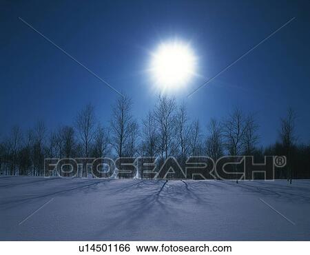 Stock Photograph - Trees in winter, Hokkaido Prefecture, Japan. Fotosearch