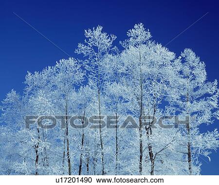 Trees in winter, Nagano Prefecture, Honshu, Japan View Large Photo Image Stock Image - Trees in winter, Nagano Prefecture, Honshu, Japan. Fotosearch