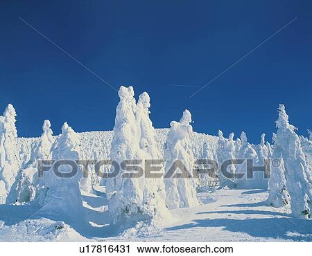 Trees in winter, Yamagata Prefecture, Honshu, Japan View Large Photo Image Stock Image - Trees in winter, Yamagata Prefecture, Honshu, Japan. Fotosearch
