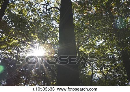 Stock Image - Trees. Fotosearch