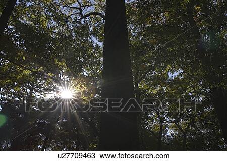 Stock Image - Trees. Fotosearch