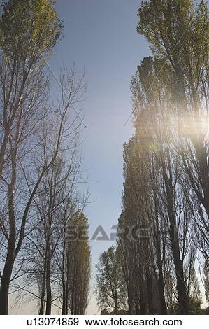 Stock Photo - Trees. Fotosearch
