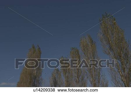 Trees View Large Photo Image Stock Photo - Trees. Fotosearch