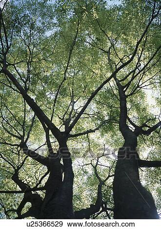 Stock Photo - Trees. Fotosearch