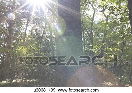 Stock Photo - Trees. Fotosearch