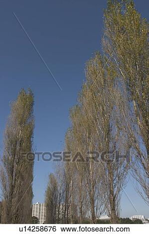 Stock Photograph - Trees. Fotosearch