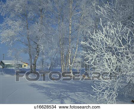 Picture - Trees white with frost, Biei town, Hokkaido prefecture, Japan. Fotosearch