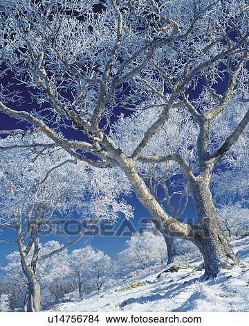 Picture - Trees white with frost. Fotosearch