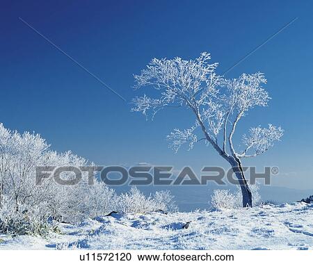 Stock Image - Trees white with frost. Fotosearch