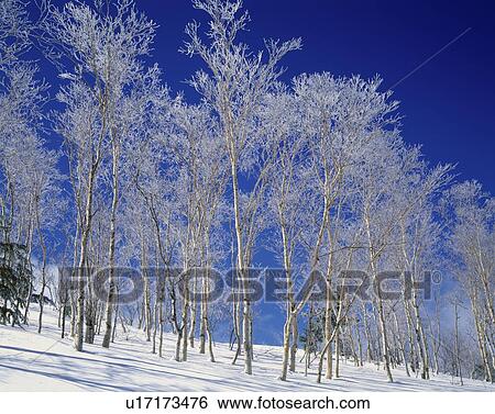 Trees white with frost, Yamanouchi town, Nagano prefecture, Japan View Large Photo Image Stock Photograph - Trees white with frost, Yamanouchi town, Nagano prefecture, Japan. Fotosearch