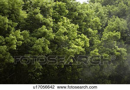 Trees with green leaves, full frame View Large Photo Image Stock Image - Trees with green leaves, full frame. Fotosearch