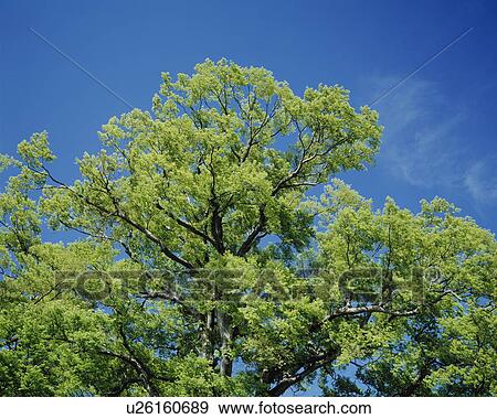 Trees with green leaves, Japanese zelkova View Large Photo Image Stock Photo - Trees with green leaves, Japanese zelkova. Fotosearch