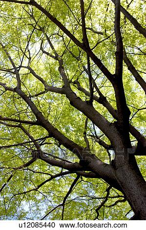 Trees with green leaves View Large Photo Image Stock Image - Trees with green leaves. Fotosearch