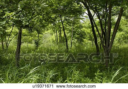 Trees with green leaves View Large Photo Image Stock Image - Trees with green leaves. Fotosearch