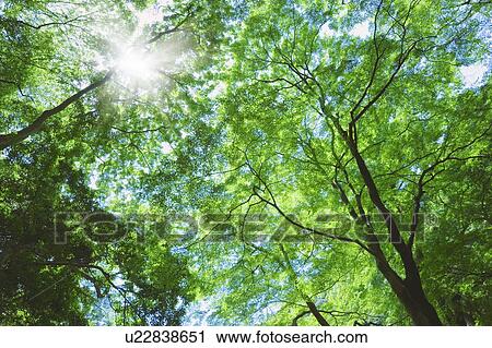 Trees with green leaves View Large Photo Image Stock Image - Trees with green leaves. Fotosearch