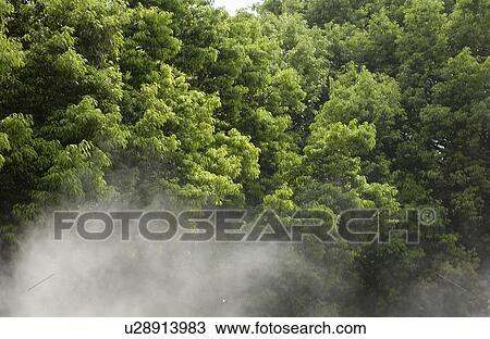 Trees with green leaves View Large Photo Image Stock Image - Trees with green leaves. Fotosearch