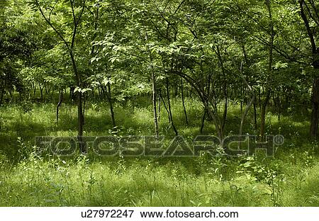 Stock Photo - Trees with green leaves. Fotosearch