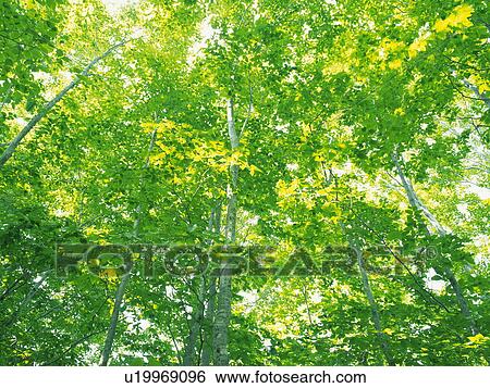 Trees with green leaves View Large Photo Image Stock Photograph - Trees with green leaves. Fotosearch