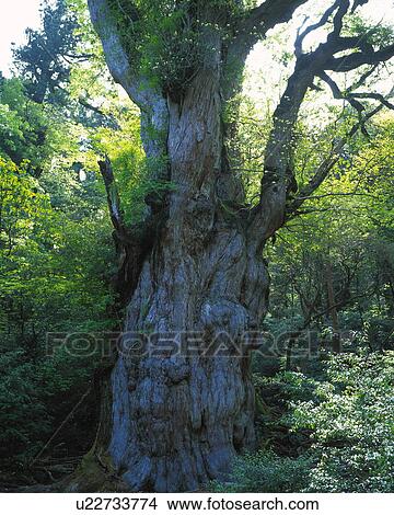 Picture - Trunk of Japanese cedar, Yakushima island, Kagoshima prefecture, Japan. Fotosearch