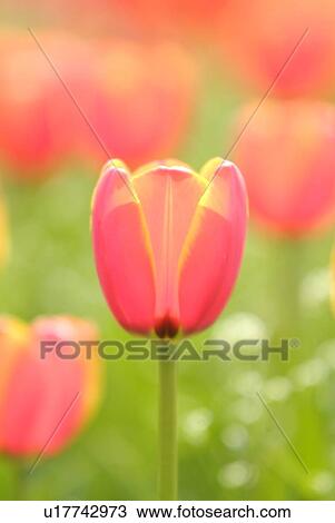 Tulip View Large Photo Image Stock Image - Tulip. Fotosearch