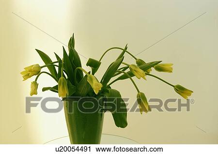 Stock Image - Tulips in a vase. Fotosearch