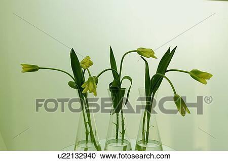 Tulips in vases View Large Photo Image Stock Image - Tulips in vases. Fotosearch