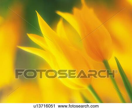 Tulips View Large Photo Image Stock Image - Tulips. Fotosearch