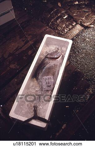 Stock Image - Tuna in Styrofoam Box, Filled with Ice. Fotosearch