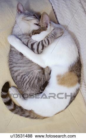 Two cats sleeping View Large Photo Image Stock Photo - Two cats sleeping . Fotosearch