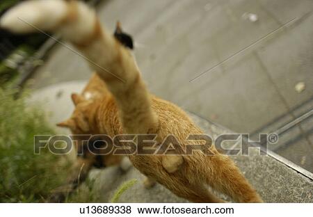 Two cats View Large Photo Image Stock Photo - Two cats. Fotosearch