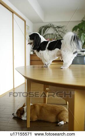 Two dogs View Large Photo Image Stock Image - Two dogs. Fotosearch
